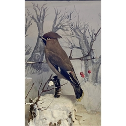 Taxidermy: Victorian cased Waxwing (Bombycilla garrulus), in naturalistic winter setting with snow covered groundwork and frosted branch with berries, set against a snowy painted backdrop, encased within an ebonised single pane display case, H39cm L50.5cm D18cm 