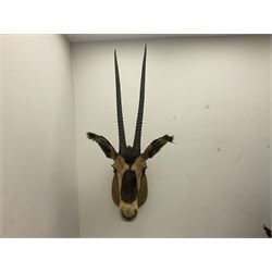 Taxidermy: Fringed-eared oryx (Oryx beisa callotis), circa 1960, by Rowland Ward Ltd,  adult male shoulder mount looking straight ahead, D62cm