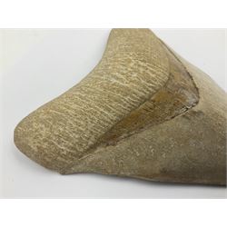 Large Megalodon (Otodus Megalodon) tooth fossil, age; Miocene period, H13cm, W13cm