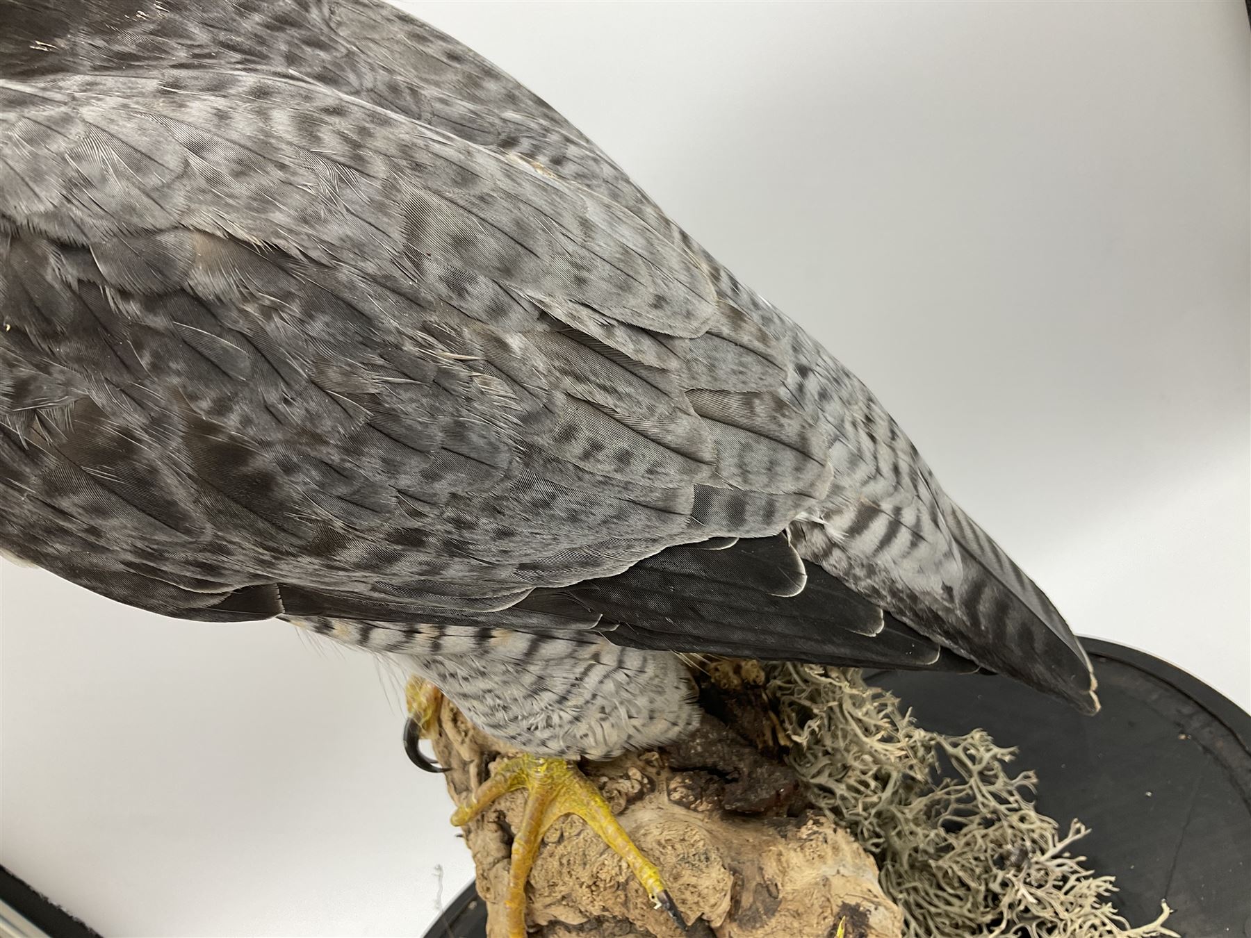 Taxidermy: Victorian cased Peregrine Falcon (Falco peregrinus), full female mount  stood atop a tree stump in a naturalistic ground, enclosed beneath a period oval glass dome with ebonised base, raised upon four bun feet, H54cm D20cm W34cm