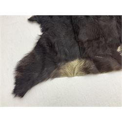 Taxidermy; Goat (Capra aegagrus hircus) pelt and deer (Cervidae) pelt, largest example L127cm