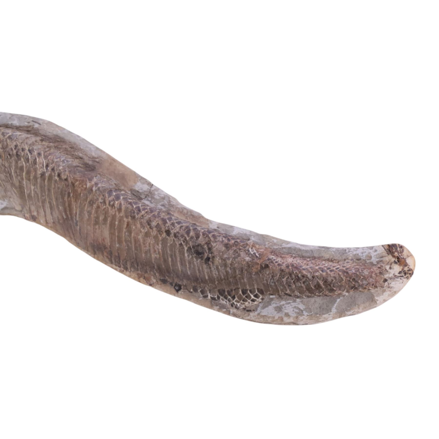 Fossilised fish specimen, Aspidorhynchus Compotoni (Garfish), age; Cretaceous Period, location; Santana Formation, Brazil, L54cm