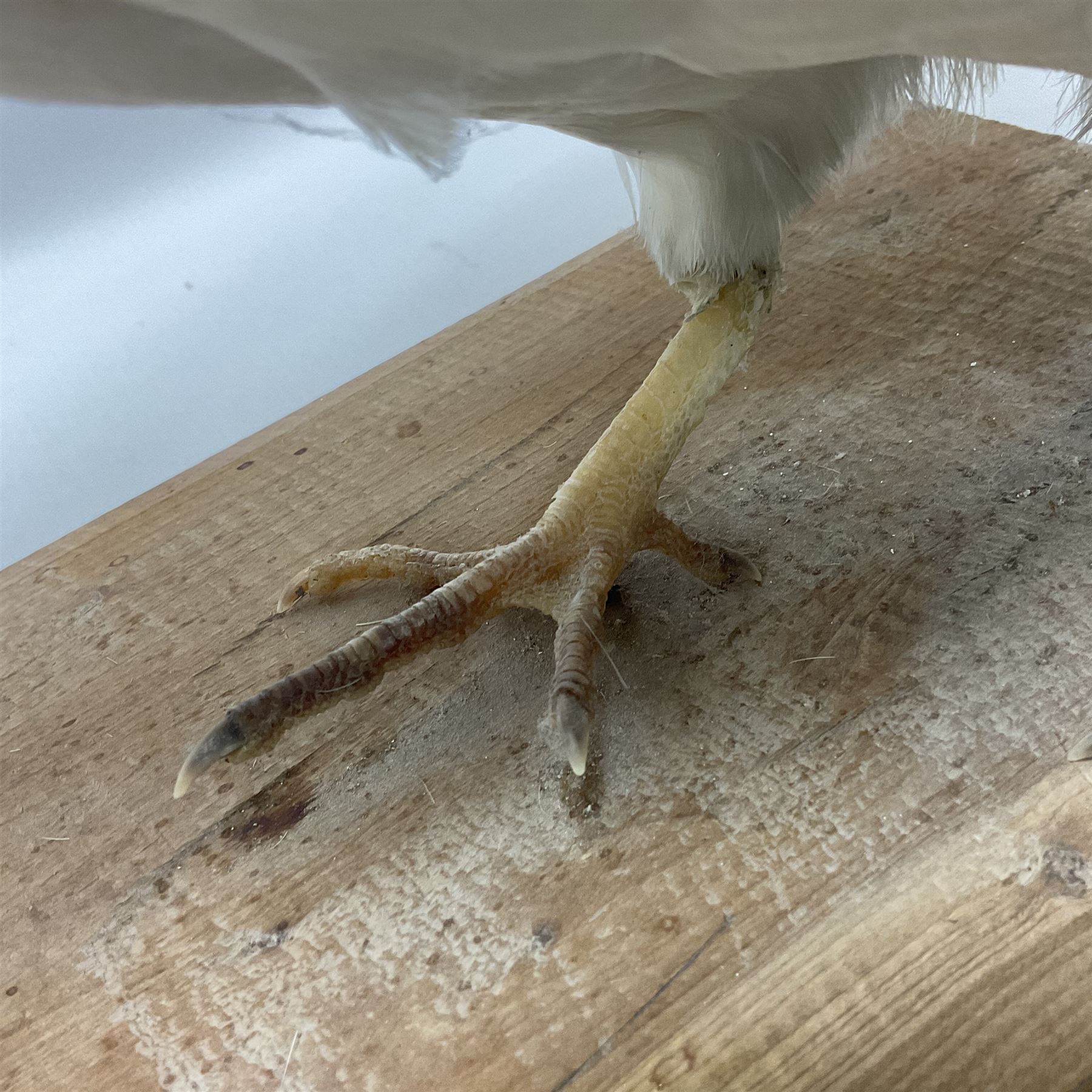 Taxidermy; pair of Common Pheasants (Phasianus Colchicus), white cock and hen adult mounts, upon a wooden base, H51cm  