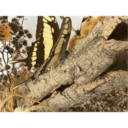 Entomology: 20th century cased moth and butterfly diorama, including Godart morpho, Chrysiridia rhipheus, Cathosia biblis, Appias lyncida, Hamadryas and others arranged amongst dried flowers and grasses, enclosed in a glass five sided terrarium display case with a wooden base, L43cm D43cm H49cm 