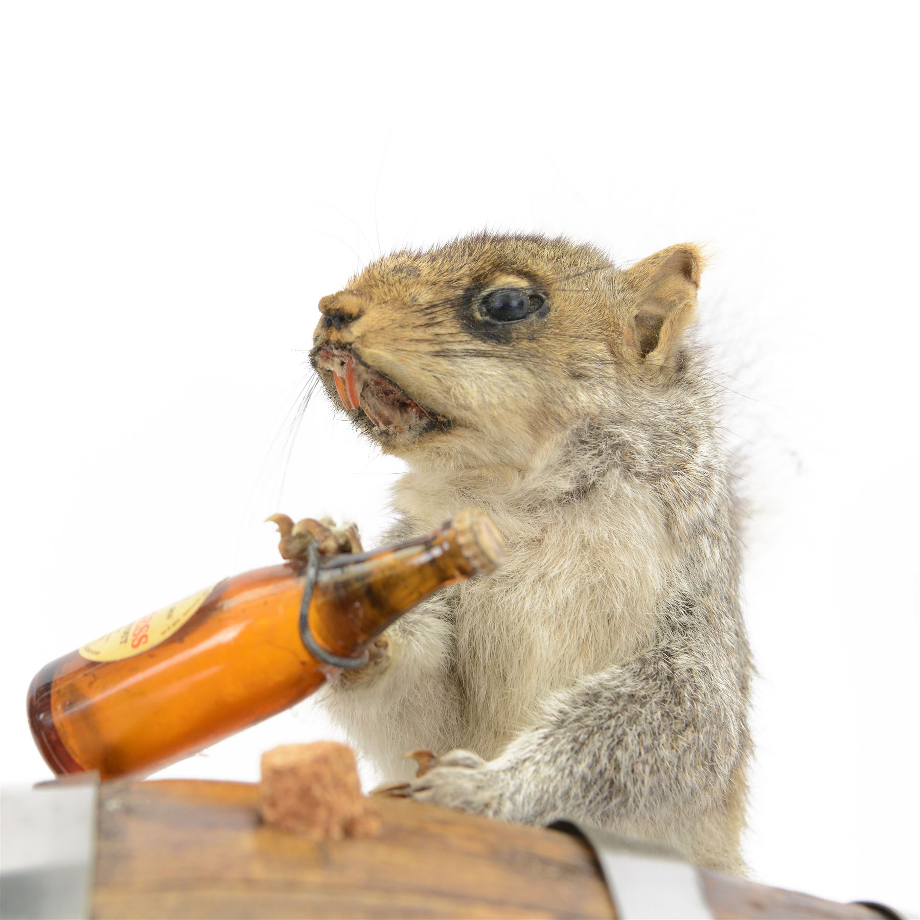 Anthropomorphic Taxidermy: Grey Squirrel (Sciurus carolinensis), standing against a Guinness brewing barrel, with a bottle of Guinness in one hand, H29cm  