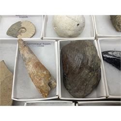  Collection of eighteen various fossils, including Spinosaurus tooth, trilobite,  Coral Tobago, Heliophora sand dollar etc  