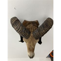 Taxidermy: European Mouflon (Ovis aries musimon) male, mounted upon a wooden double shield, mount H50cm W27cm