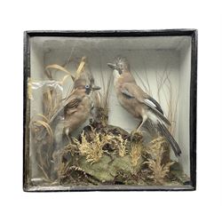 Taxidermy: Victorian cased pair of European Jays (Garrulus glandarius), a pair of full mount adults, both perched upon tree branches, amidst a natural setting, encased with an ebonised single-glass display case, H44cm, W47cm D16cm