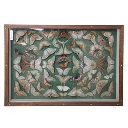 Entomology framed display butterfly specimens, in a glass display case, L67cm, W45cm