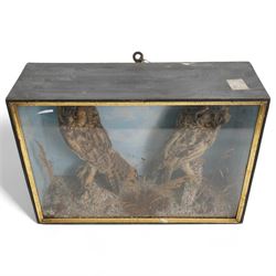 Taxidermy: Victorian case pair of long-eared owls (Asio Otus), male and female full mounts, with in naturalistic setting and blue sky painted background, encased within an ebonised single glass display case with gilt frame, 53cm x 38cm x 19cm