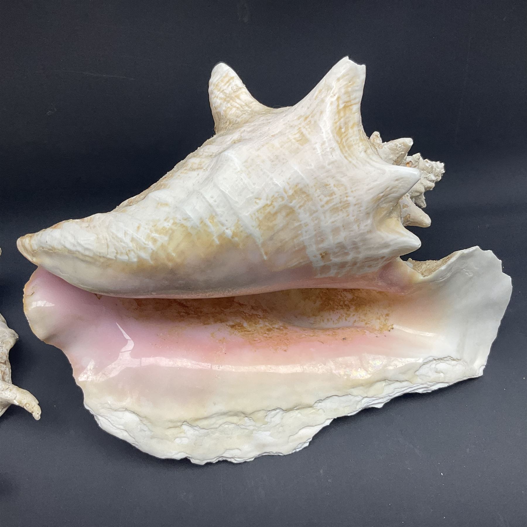 Conchology: selection of conch shells, to include horned examples, largest H17cm, L24cm