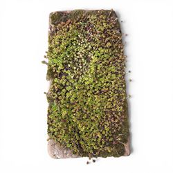 20th century rectangular sandstone trough planter, naturalistic rock form, planted with moss and succulents, weathered finish.