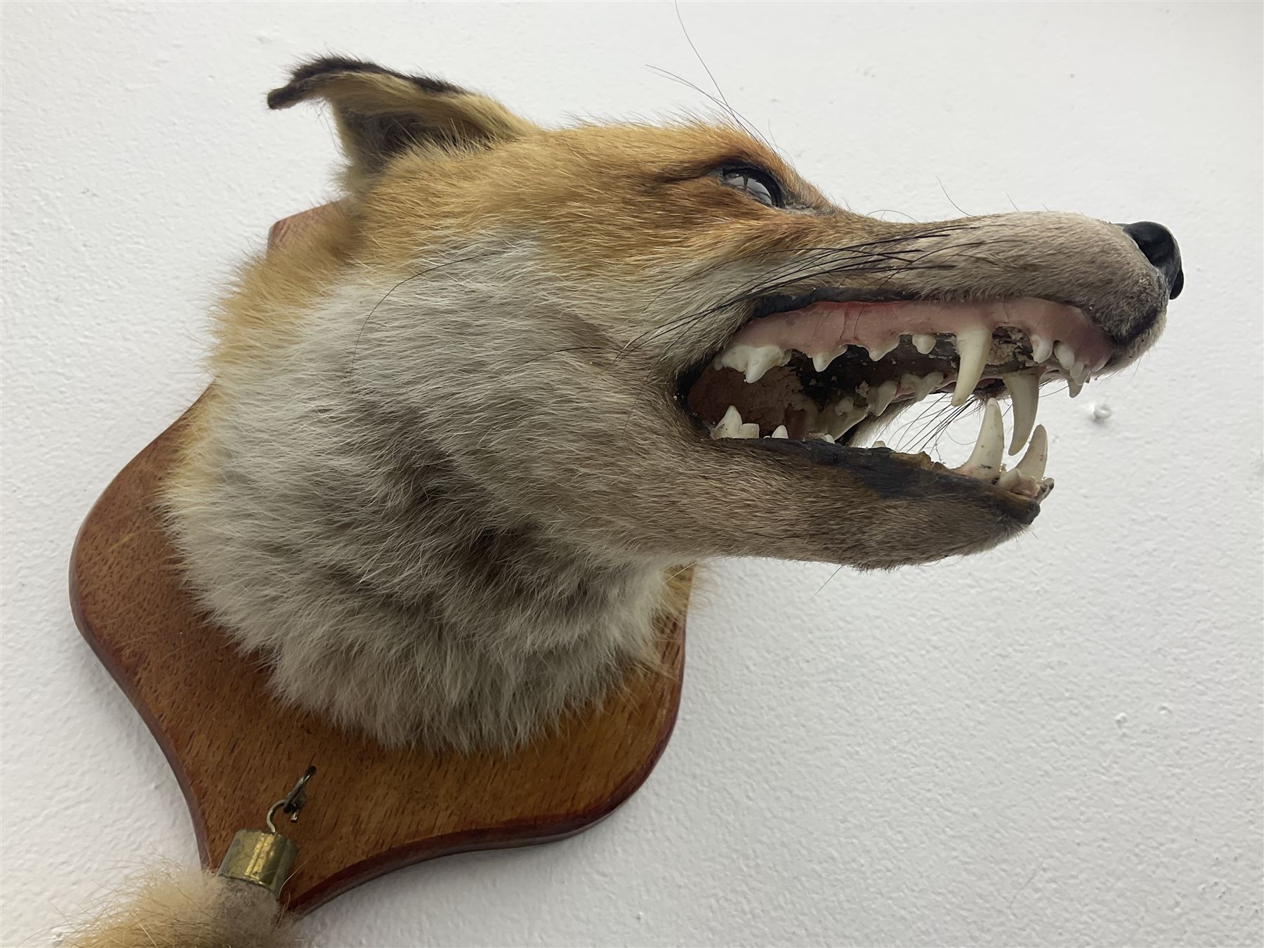 Taxidermy; Red fox mask (Vulpes vulpes), with mouth agape bearing teeth, mounted upon oak shield, with brush, shield L26cm