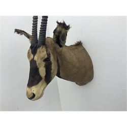 Taxidermy: Fringed-eared oryx (Oryx beisa callotis), circa 1960, by Rowland Ward Ltd,  adult male shoulder mount looking straight ahead, D62cm