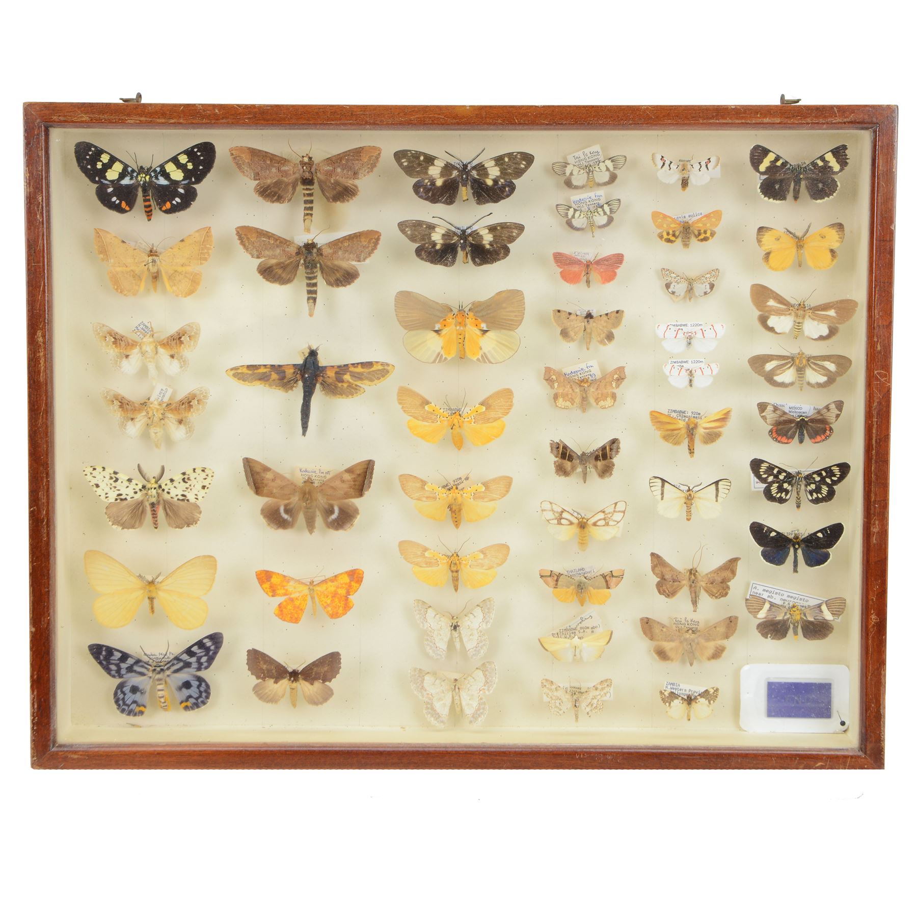Entomology: Single glazed display of moths, circa 20th century, single glazed display containing forty nine various specimens, including Tiger Day Flying moth, Dysphania, Cyana Subalba, some with attached data labels, all pinned with named labels, enclosed within a glazed entomology drawer, H35cm, W45cm