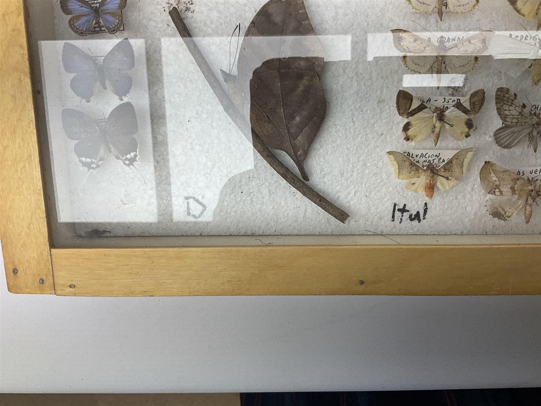 Entomology: Glazed entomology collector's drawer display of African and Asian butterflies and moths, a colourful display of one hundred and twenty six assorted specimens, collected from various regions of Africa and Asia, each with attached data labels, H50cm, W40cm