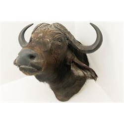 Taxidermy: African Cape Buffalo (Syncerus Caffer), adult male shoulder mount, H86cm, together with African Cape Buffalo hoof converted into an ashtray, H22cm