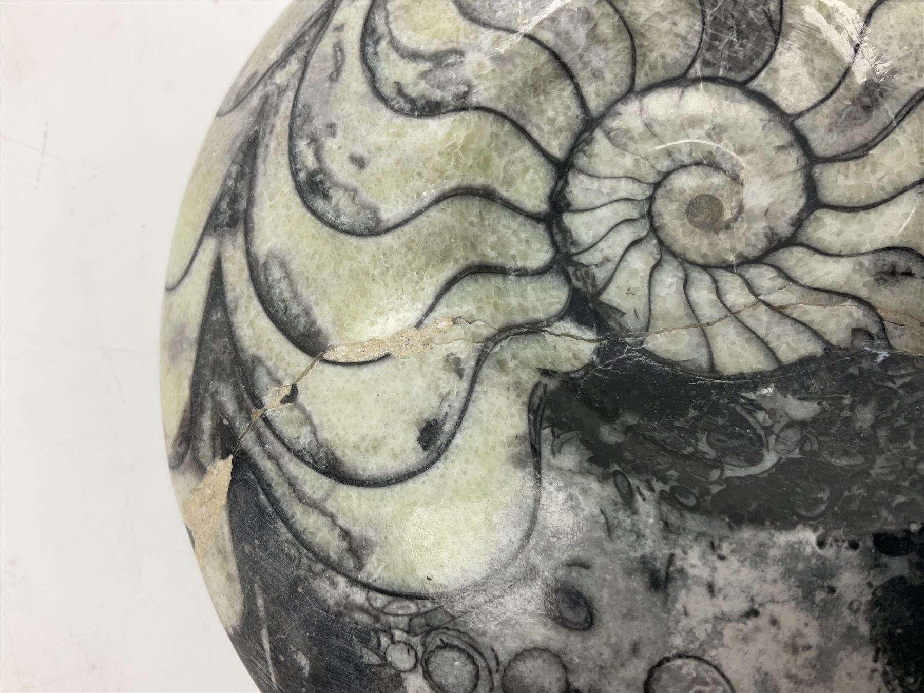 Polished Goniatite; Devonian period, H13cm, L16cm 