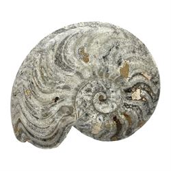 Polished Goniatite; Devonian period, H14cm, L17cm