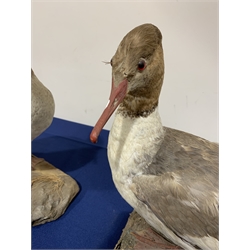 Taxidermy: Pair of Common Mergansers (Mergus merganser), full mounts, each upon naturalistic base, one example detailed with grasses, largest approximately H34cm, together with Coot and Duck, full mounts, duck upon rectangular wooden plinth, coot upon circular plinth detailed with moss and lichen. All on open display.