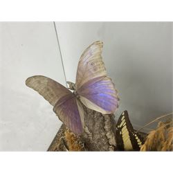 Entomology: 20th century cased moth and butterfly diorama, including Godart morpho, Chrysiridia rhipheus, Cathosia biblis, Appias lyncida, Hamadryas and others arranged amongst dried flowers and grasses, enclosed in a glass five sided terrarium display case with a wooden base, L43cm D43cm H49cm 