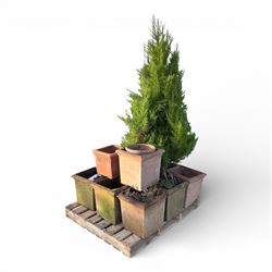 Collection of square terracotta plant posts, one planted 