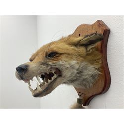 Taxidermy; Red fox mask (Vulpes vulpes), with mouth agape bearing teeth, mounted upon oak shield, with brush, shield L26cm