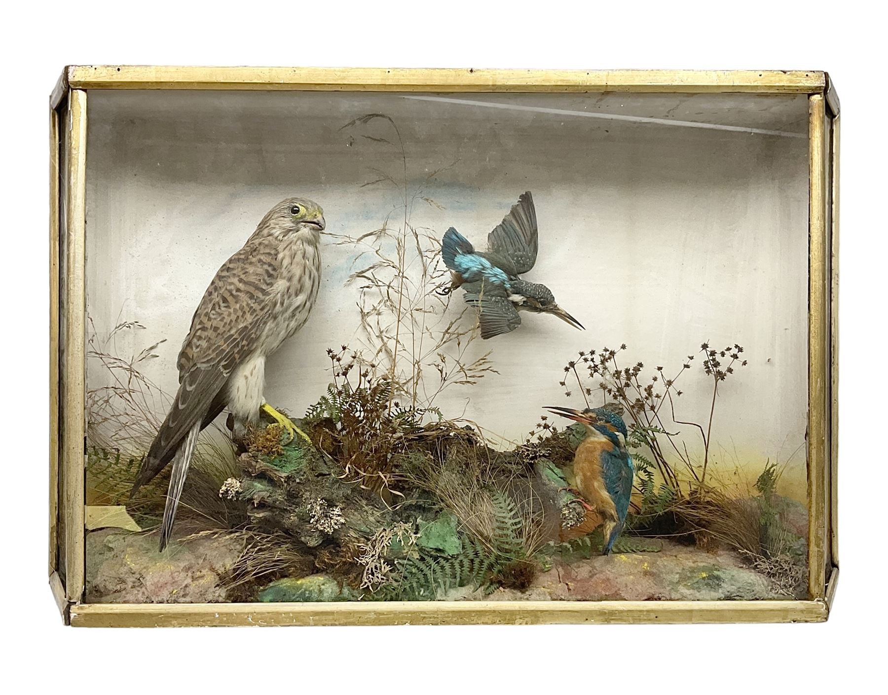 Taxidermy; Victorian cased bird diorama,  pair of Kingfishers (Alcedo Athis) adult mounts and Kestrel (Falco tinnunculus) adult mount, in a naturalistic setting with one kingfisher in flight, encased within a three pane display case, H45cm, L72cm