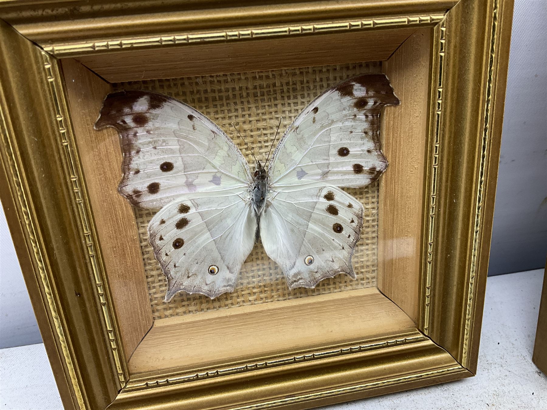 Entomology: Twelve framed displays contain thirteen specimens of tropical moths and butterflies, each mounted within gilt wall hanging picture frames of various sizes, specimens including Morpho Godarti, Caligo idomeneus, Cisseis morpho, Cathosia biblis etc, largest L35cm W30cm 