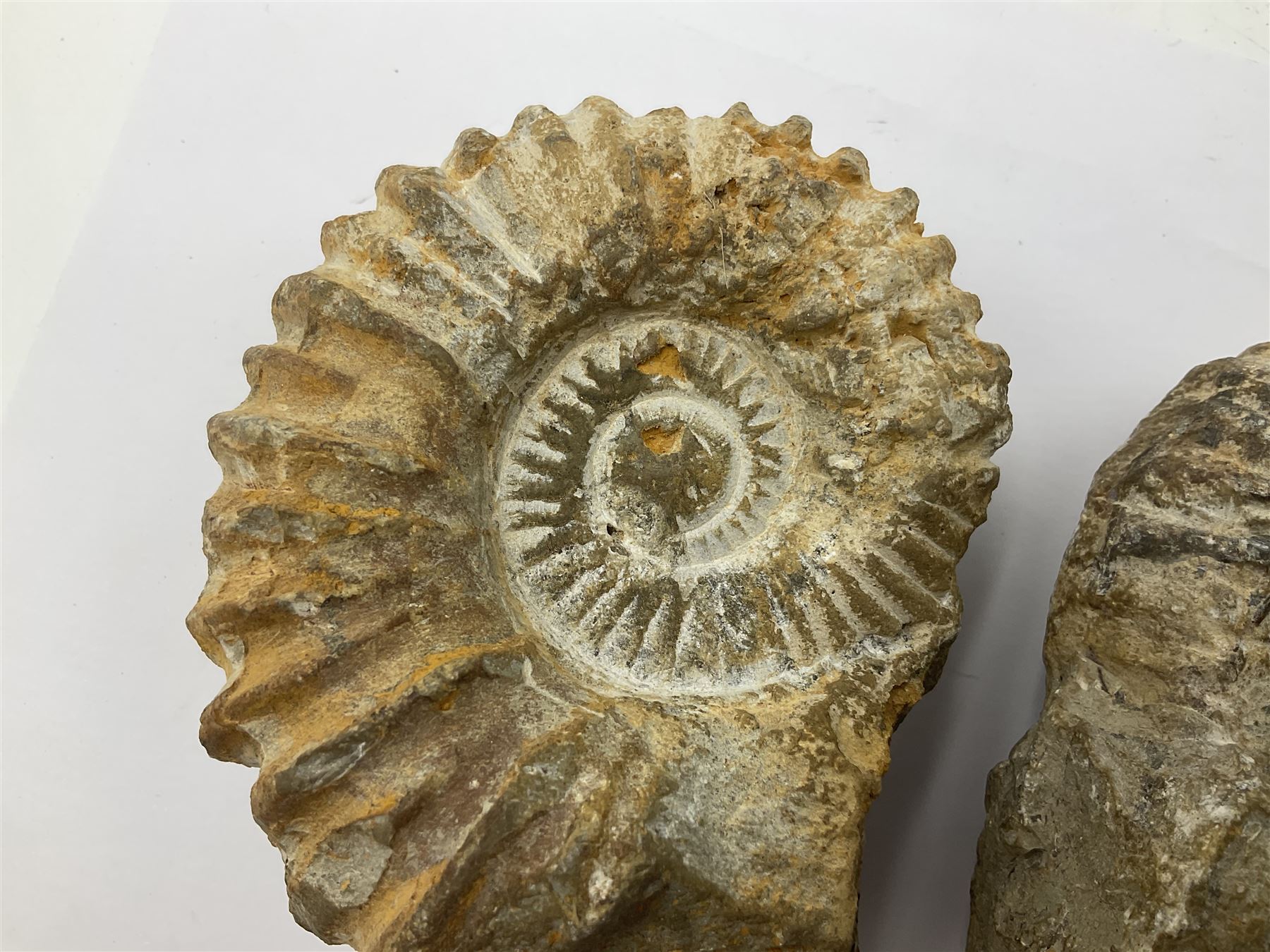 Pair of limestone Ammonite fossils, age; Cretaceous period, location; Morocco, D10cm