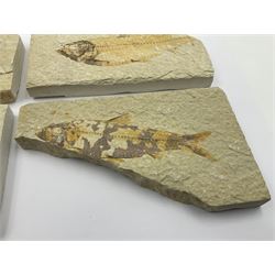 Four fossilised fish (Knightia alta) each in an individual matrix, age; Eocene period, location; Green River Formation, Wyoming, USA, largest matrix H8cm, L12cm