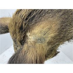 Taxidermy; European Wild Boar (Sus scrofa), adult shoulder mount looking straight ahead, with mouth agape, mounted upon a wooden shield, H70cm