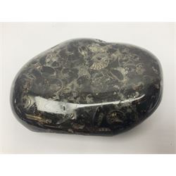 Stone paperweight with ammonite inclusions L10cm