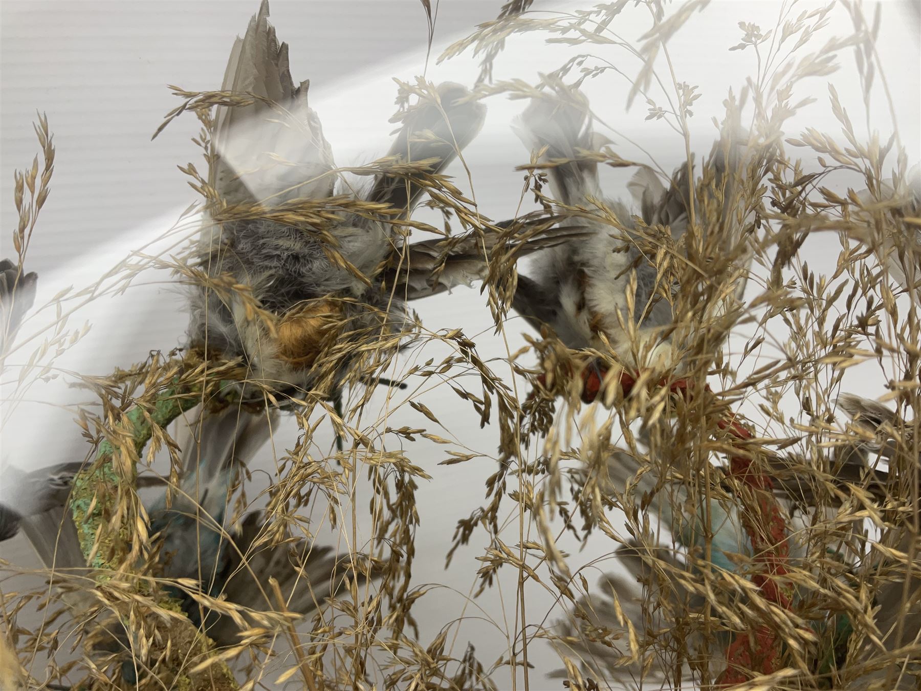 Taxidermy; large Victorian domed taxidermy diorama study of birds, with seventeen specimens including Ring Necked Parakeet, Blue Winged Warbler and Blackbird, the glass dome upon an ebonised wooden base, H77cm, W44cm