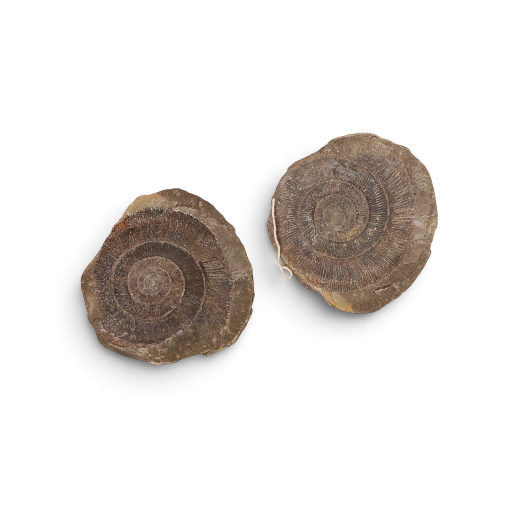 Fossil collections; including ray finned fossilised fish, ammonites Gryphaea, etc  