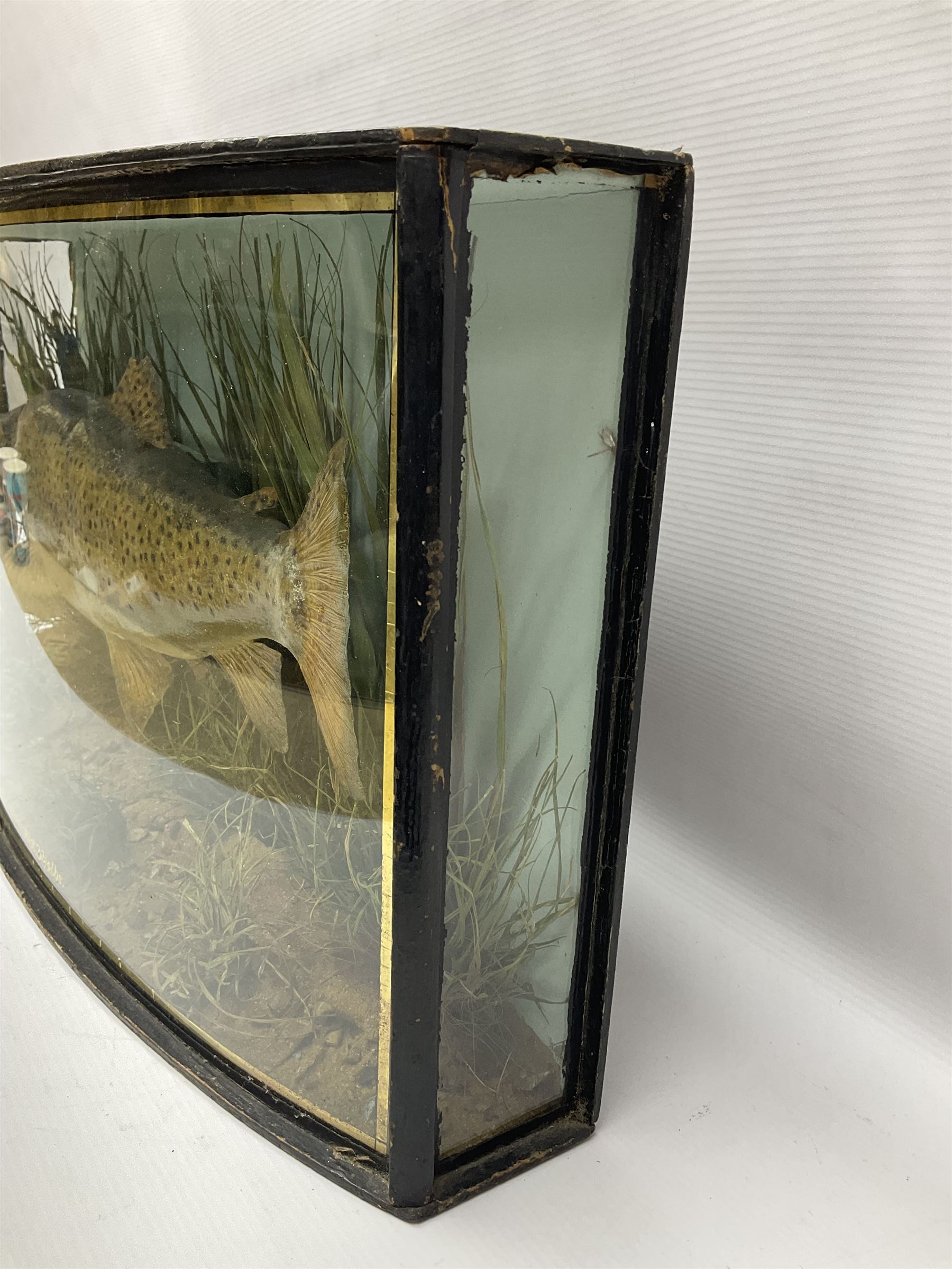 Taxidermy: Brown trout (Salmo trutta), skin mount set above a pebbled river bed with reeds and ferns, against blue painted back drop, enclosed within an ebonised bow-front display case, with 'Costa Beck June 8th 1920, Weight 3 3/4lbs',inscribed to the glass, H31cm, L62cm 