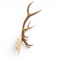 Antlers/Horns - Pair of Red Deer (Cervus elaphus) antlers on skull, H117cm