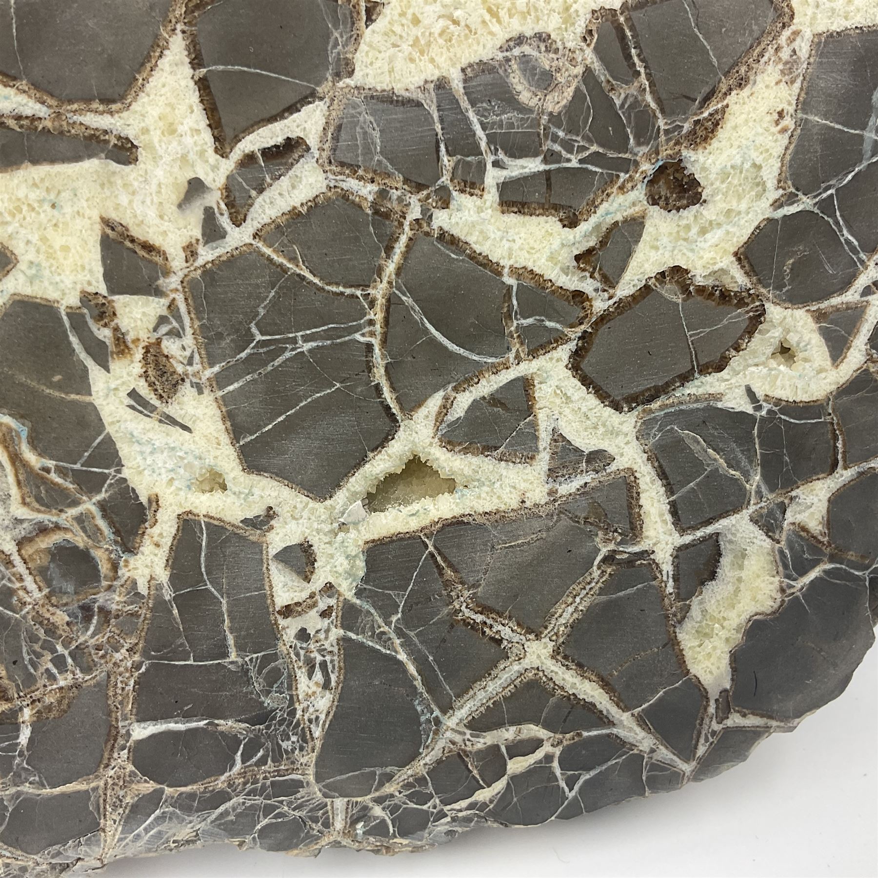 Septarian slice, polished, with a calcite centre and argonite/siderite lines within limestone rock, L26cm, W19cm