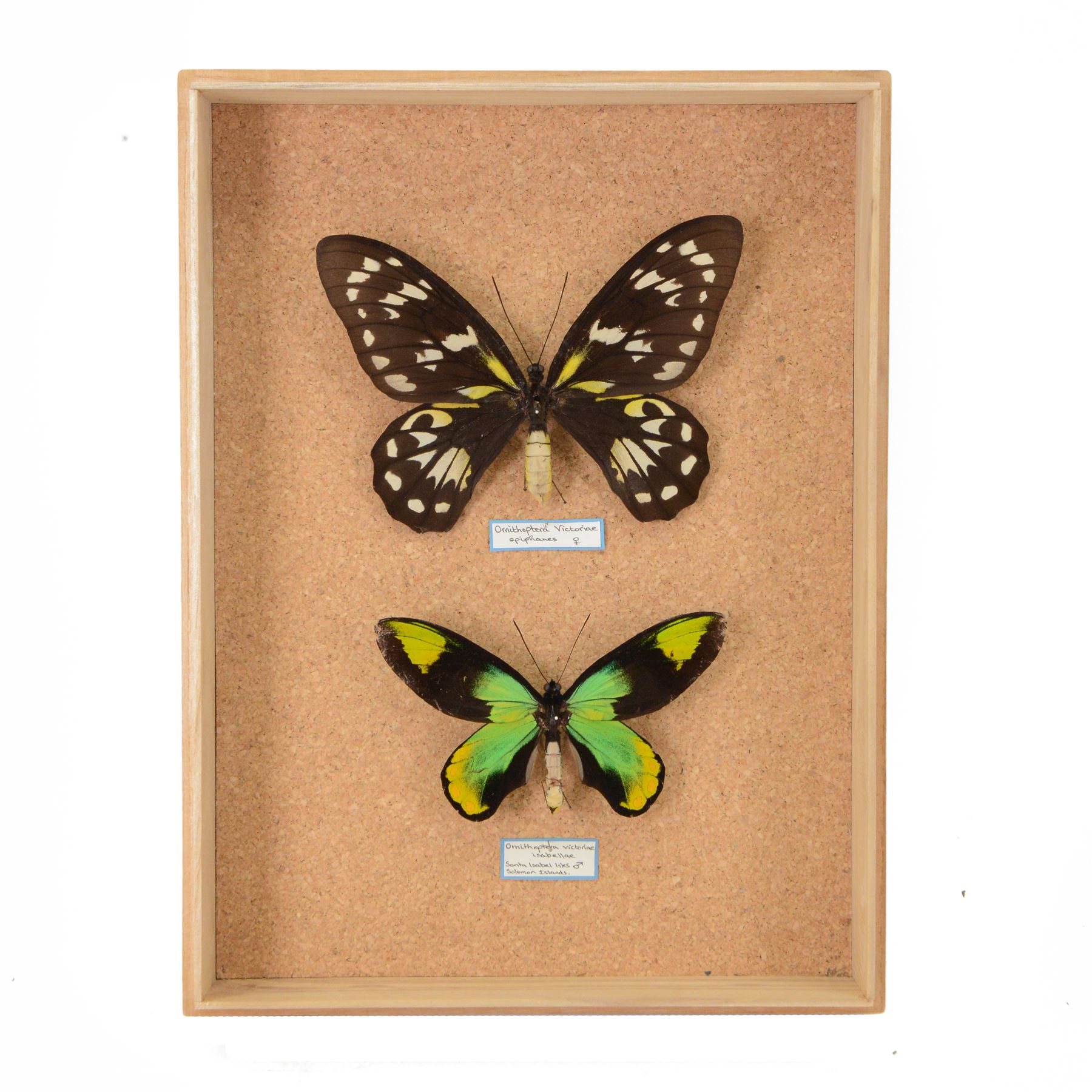 Entomology; pair of Queen Victoria birdwing butterflies (Ornithoptera Victoriae), male and female specimens, Please note due to Cities regulations this lot is available to UK buyers only, CITES annex B appendix II.