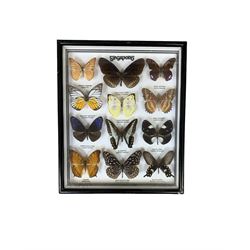 Entomology; Framed collection of twelve butterflies from Singapore, including Vindula erota, Danus melaneus, Pachliopta etc, together with another framed collection of three butterflies