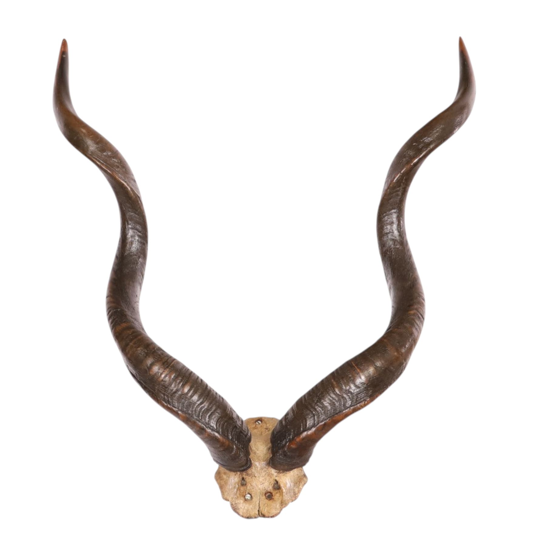 Horns/Antlers; pair of Kudu (Strepsiceros strepsiceros) horns, H95cm