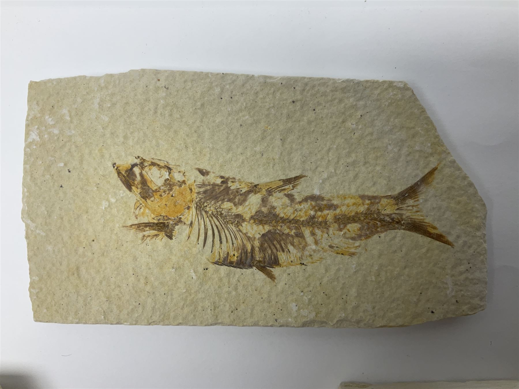 Three fossilised fish (Knightia alta) each in an individual matrix, age; Eocene period, location; Green River Formation, Wyoming, USA, largest matrix H9cm, L15cm