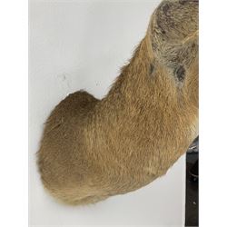 Taxidermy: South African common reedbuck (Redunca Arundinum) male, high quality shoulder mount looking straight ahead, H87cm W38.5 at widest point.  