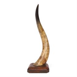 American horn with carvings to commemorate Billy Richardson the first Pony Express Rider dated April 1860 mounted on a wooden base 56cm