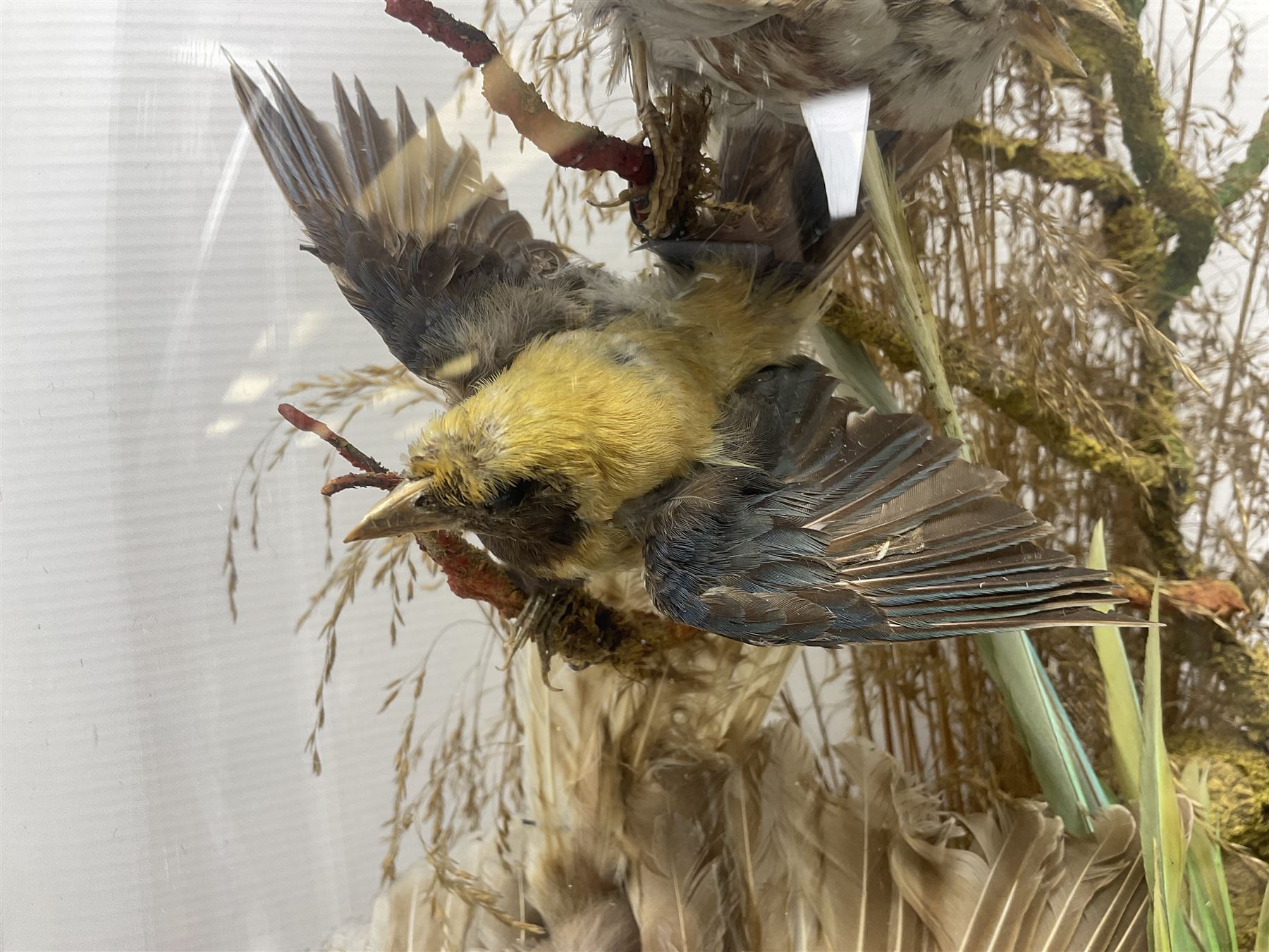 Taxidermy; large Victorian domed taxidermy diorama study of birds, with seventeen specimens including Ring Necked Parakeet, Blue Winged Warbler and Blackbird, the glass dome upon an ebonised wooden base, H77cm, W44cm