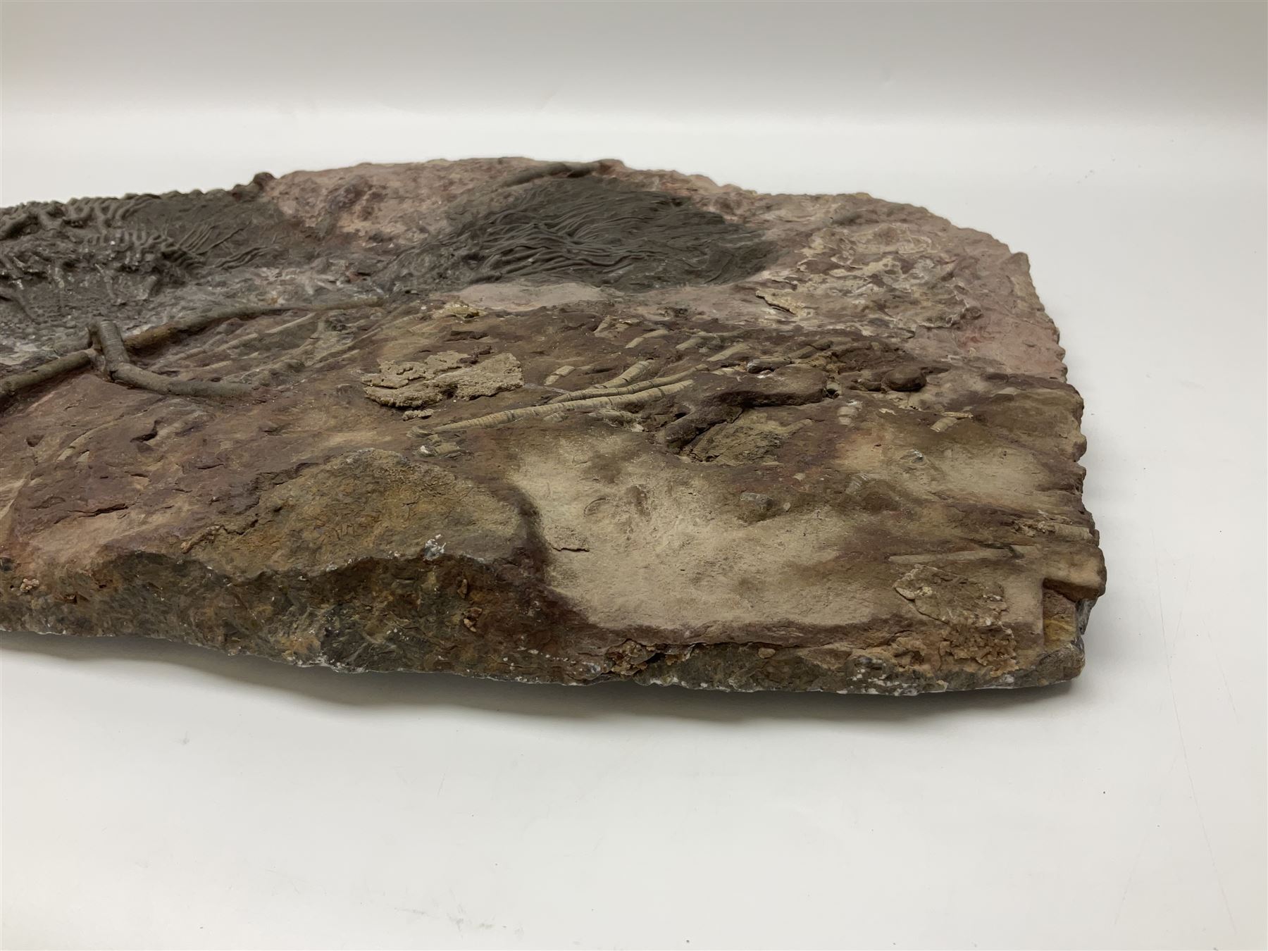 Crinoid sea bed plaque, with two crinoid specimens, probably Scyphocrinites elegans from the Silurian period, H39cm, L61cm