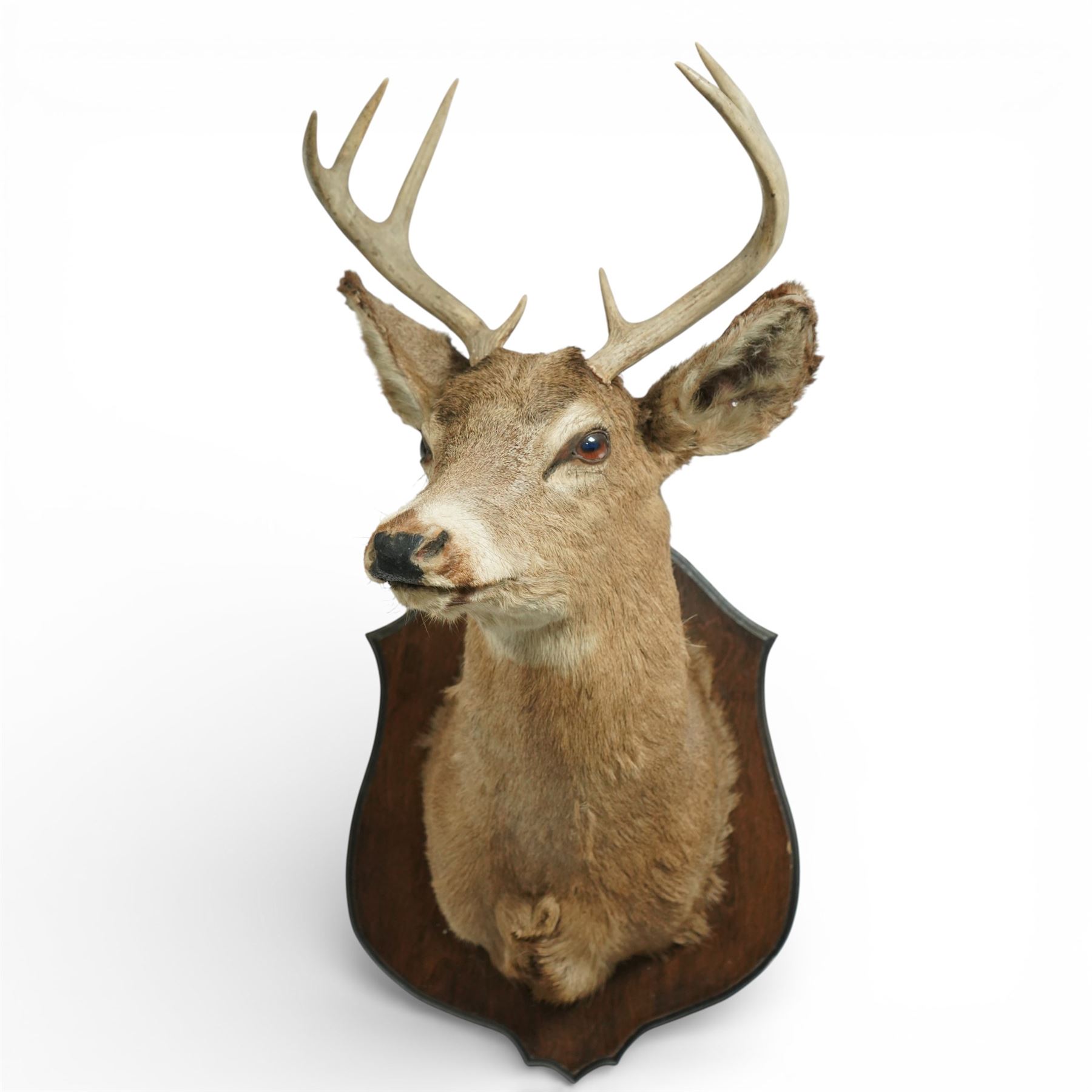 Taxidermy - Red Deer (Cervus elaphus), an adult stag shoulder mount with head turning to the right, mounted upon a wooden shield, W37cm H89cm extension 48cm 
