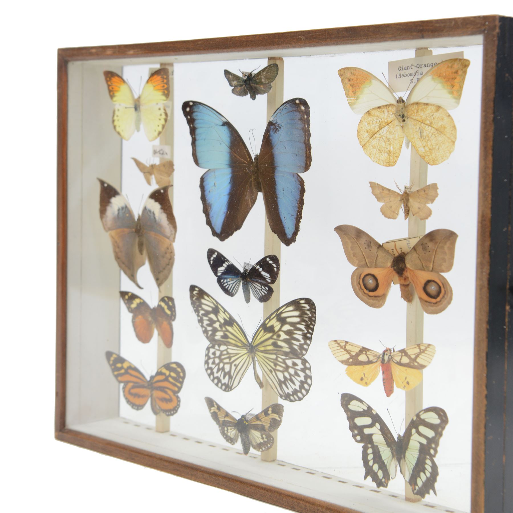 Entomology: Double glazed display of Butterflies and Moths, circa 20th century, double glazed display containing fourteen specimens, including Kallima Horsfieldii, Morpho Helenor,  Automeris Naranja, most with attached data labels, all pinned upon, enclosed within a double glazed display draw, H29cm, L38cm
By vendors repute; The double glazed draw is from the 1930's British Museum cabinets that were used to house the entire collection of insects from the British Natural History Museum, which in turn were removed from the Museum to a safe place away from the London Blitz during World War Two. There were 10 draws to each cabinet which had handles on the top for ease of lifting and transportation.They have adjustable corked wood slats so as to accommodate various size insects (Wing Spans etc), whilst keeping them in neat rows
