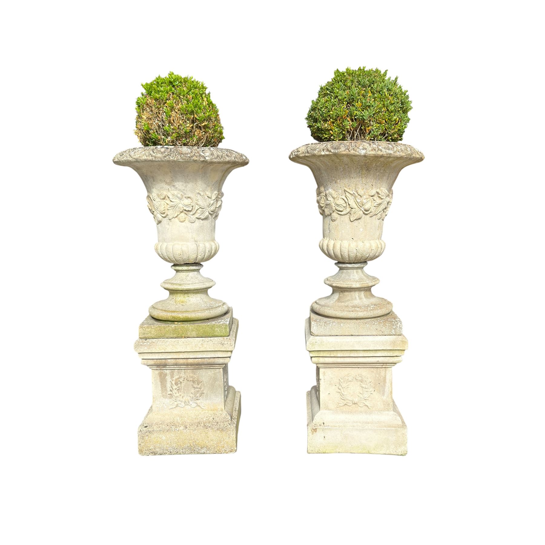Pair of weathered composite stone campana urns on pedestals, the flared egg-and-dart rim over a tapering body with fruiting grapevine decoration in relief, over gadrooned underbelly, the rectangular pedestals moulded with floral garlands, planted