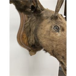 Taxidermy: European Moose (Alces alces), circa September 25th 1876, Norway, young adult male head mount looking straight ahead, mounted upon a wooden double shield, bearing copper shield 'Elk, Norway, A.H.P, Sept 25th 1876'', mount H54.5cm W42.5m, this moose is from the historical collection at Hodnet Hall in Shropshire, home of the Heber family for generations.